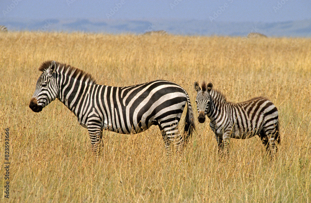 Zèbre de Grant, Equus burchelli grant, Parc national de Masai Mara, Kenya Zèbre de Grant, Equus burchelli grant, Parc national de Masai Mara, Kenya