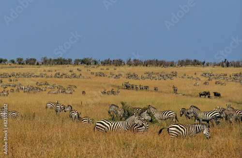 Z  bre de Grant  Equus burchelli granti  Parc national de Masai Mara  Kenya