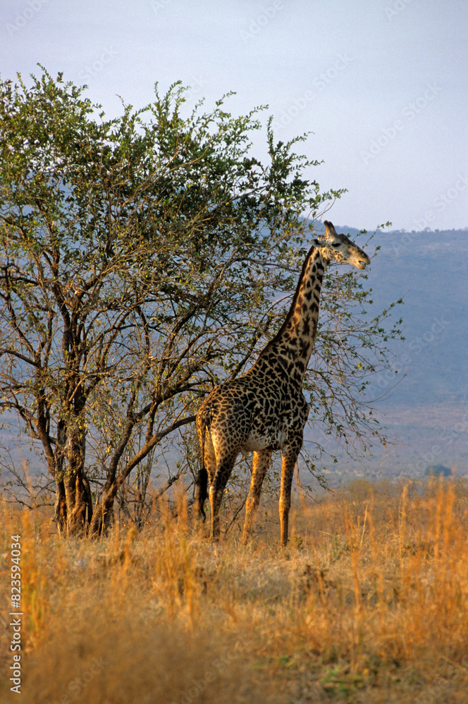 Fototapeta premium Girafe masai, Giraffa camelopardalis tippelskirchi, Parc national du Tarangire, Tanzanie