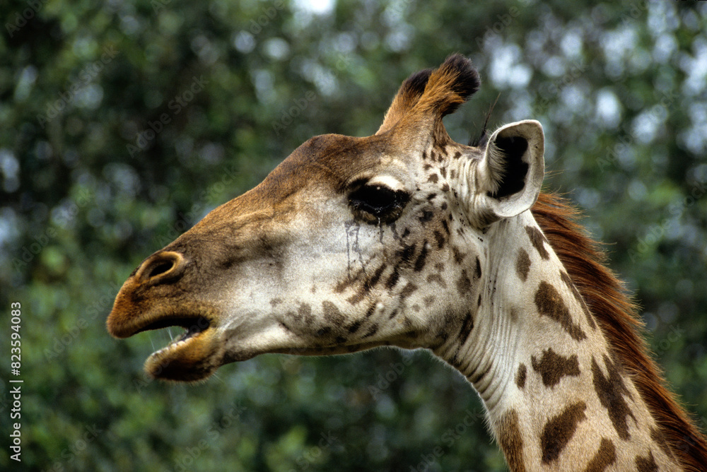 Naklejka premium Girafe masai, Giraffa camelopardalis tippelskirchi, Parc national du Tarangire, Tanzanie