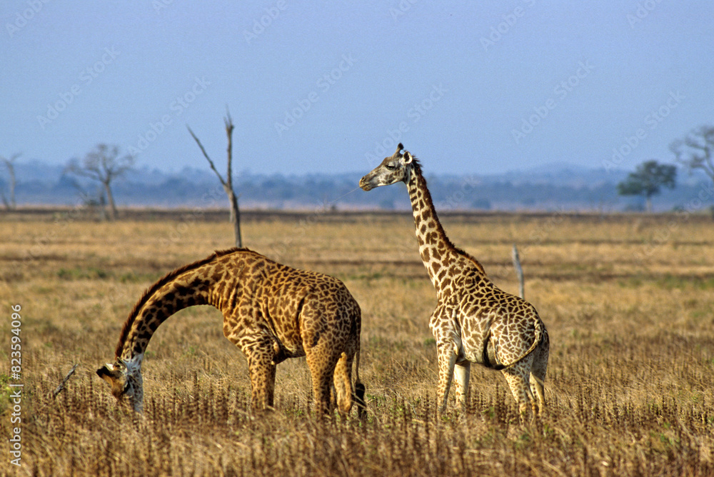 Naklejka premium Girafe masai, Giraffa camelopardalis tippelskirchi , Parc national de Manyara , Tanzanie