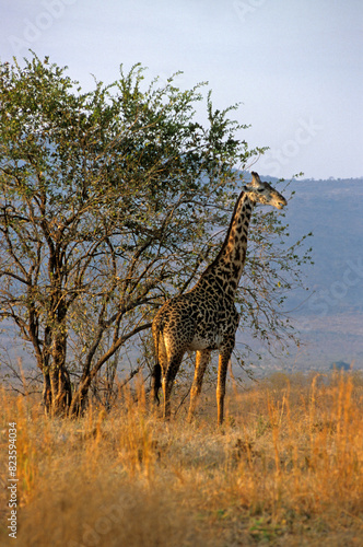 Girafe masai  Giraffa camelopardalis tippelskirchi  Parc national du Tarangire   Tanzanie