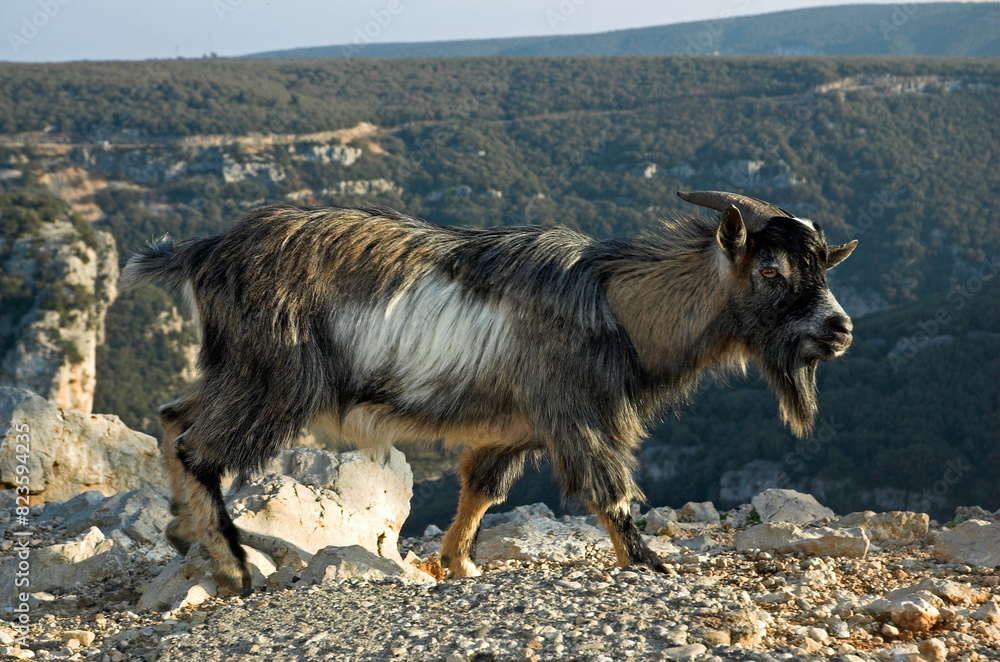Chévre, bouc, race Alpine chamoisée, Gorges de l'Ardèche, Ardèche, 07, France Chévre, bouc, race Alpine chamoisée, Gorges de l'Ardèche, Ardèche, 07, France