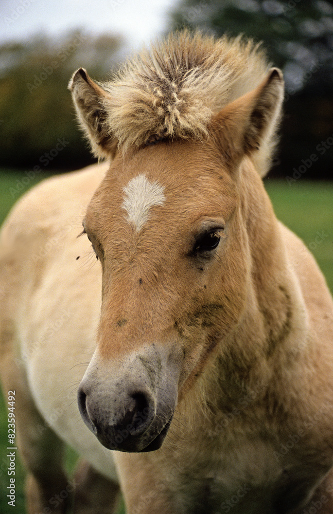 Cheval, race Henson, Baie de Somme, 80, Somme, France Cheval, race Henson, Baie de Somme, 80, Somme, France