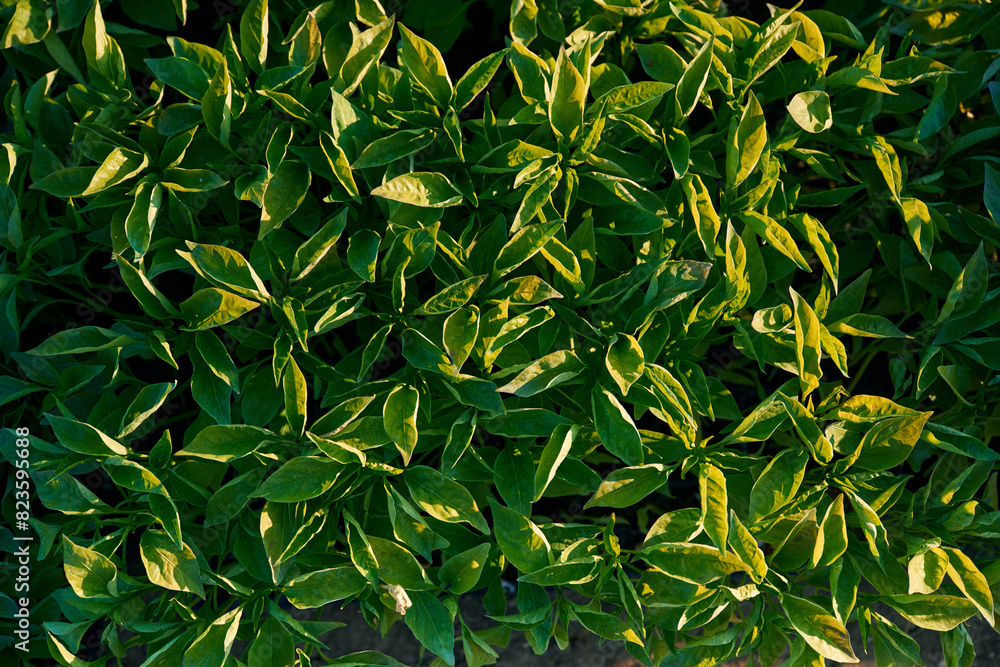 Fototapeta premium Top view of plants that are in the greenhouse