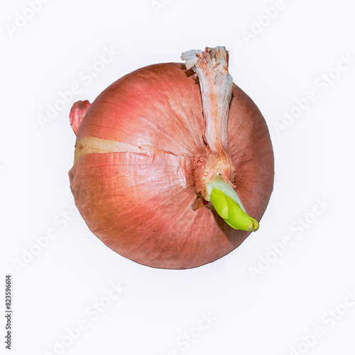 Sprouted onion isolate on a white background.