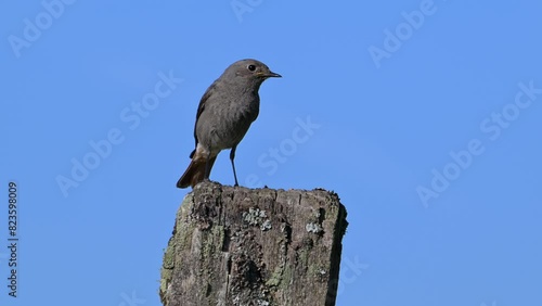 Black redstart (Phoenicurus ochruros gibraltariensis) female / first calendar year male singing and flying away from weathered wooden fence post in spring photo