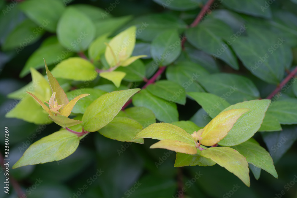 Chinese abelia is a beautiful ornamental shrub to grow in a garden. Chinese abelia is a beautiful ornamental shrub to grow in a garden.