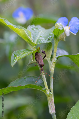 Leaf footed bugs are pests in agricultural fields.