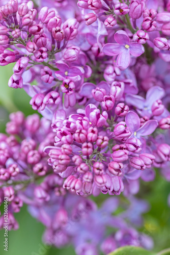 Beautiful lilac flowers  Purple lilac flowers on the bush  summertime background.