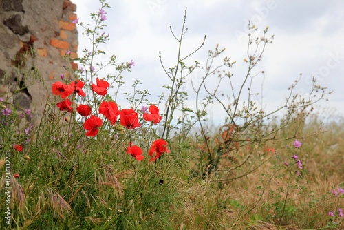 Red poppies on the shore against the background of the sea
