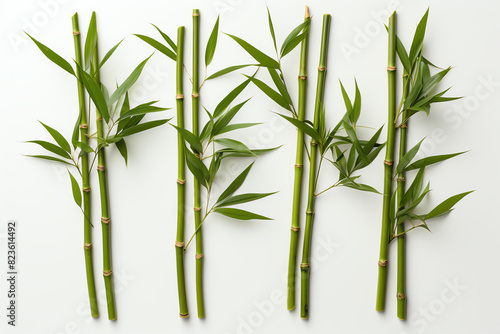 Fresh green bamboo stalks with leaves isolated on white background.