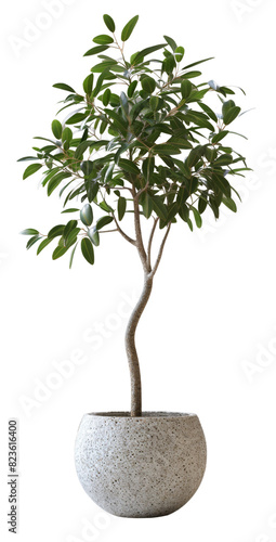 A healthy indoor olive tree sits in a minimalist concrete planter with a clean, transparent background, showcasing its vibrant green leaves photo