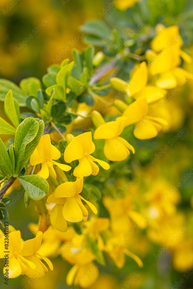 Fototapeta premium Caragana close-up. Steppe Acacia. Steppe shrub with yellow flowers. Lush flowering of caragana.