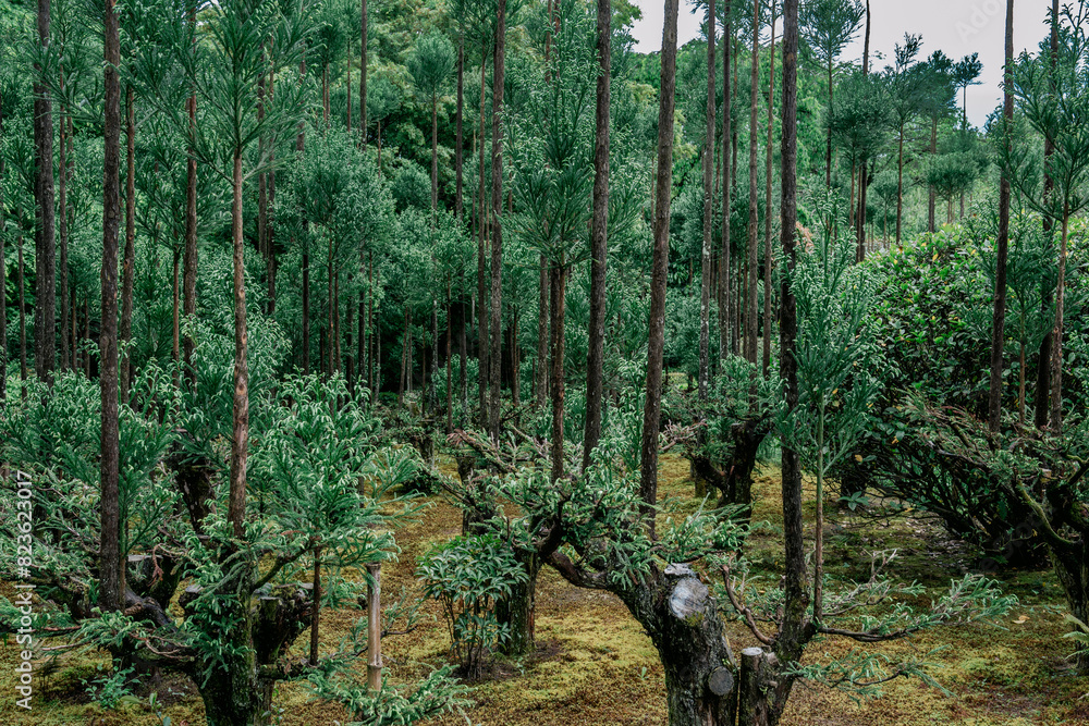 a forest is lined with many different trees and shrubs all around the ground a forest is lined with many different trees and shrubs all around the ground