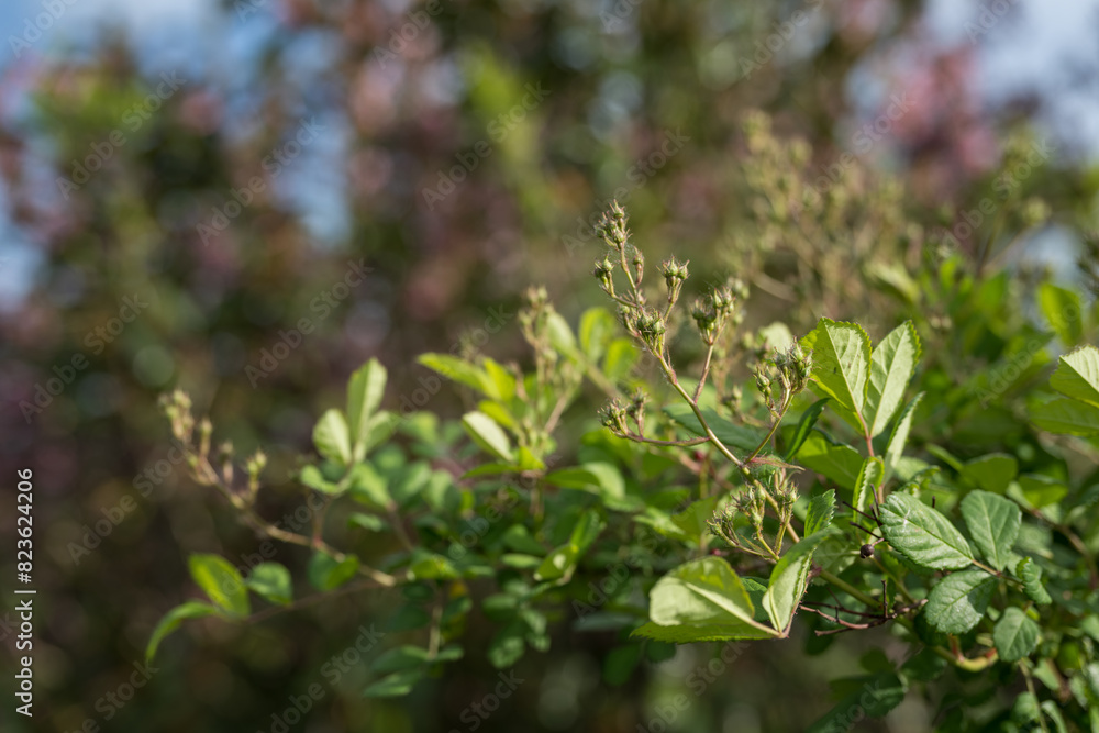 Wild rose buds and green leaves. Wild rose buds and green leaves.
