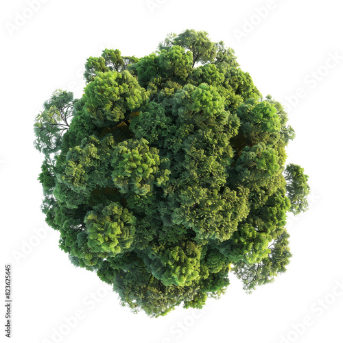 One tree seen from above against on isolate transparent background