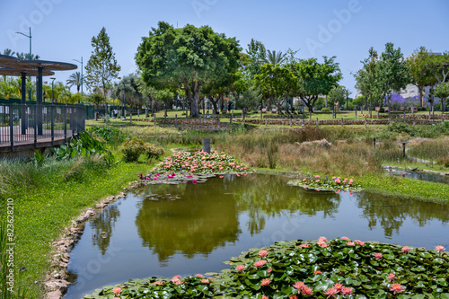  Spring lilies at ecological lake in Petah Tikva Park, Israel.