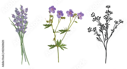 Three wildflowers are isolated on a white background. 