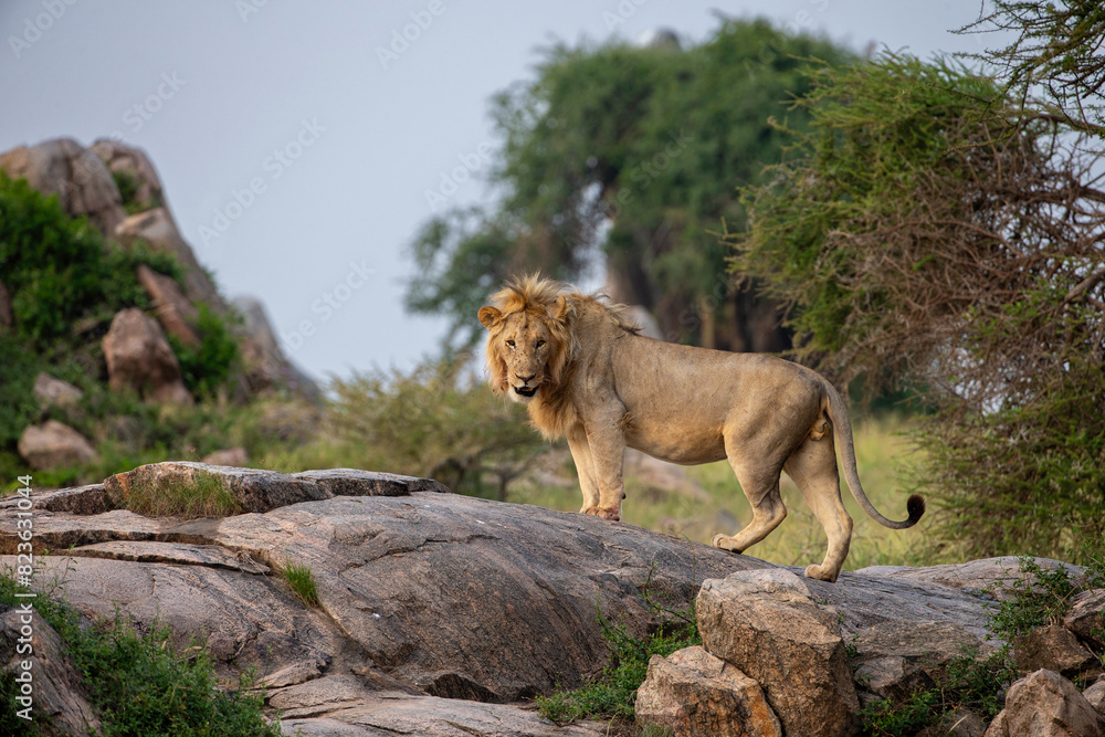 Fototapeta premium Lion on Kopjes in Tanzania