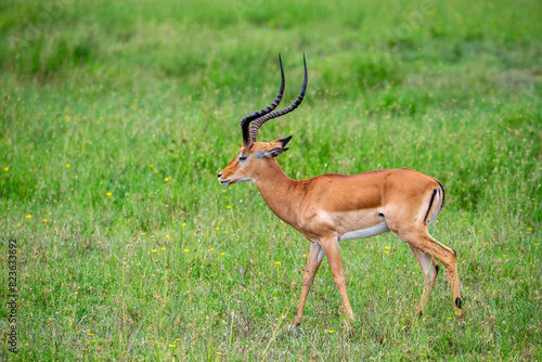 Male Impala in South Africa