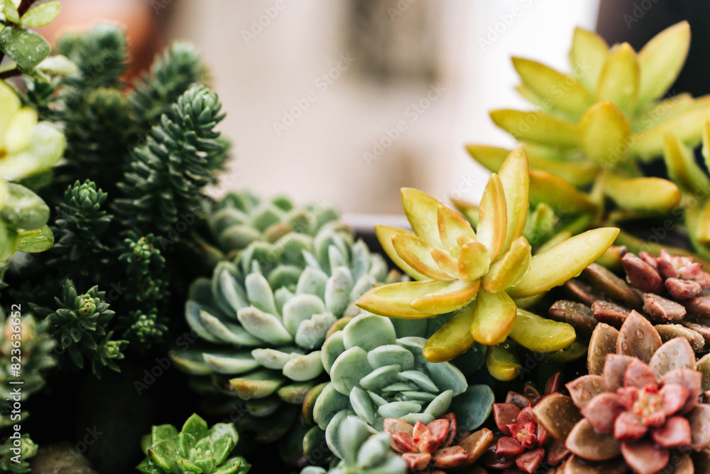 Collection of various multicolored succulent plants. Succulent garden in a balcony pot outdoor Collection of various multicolored succulent plants. Succulent garden in a balcony pot outdoor