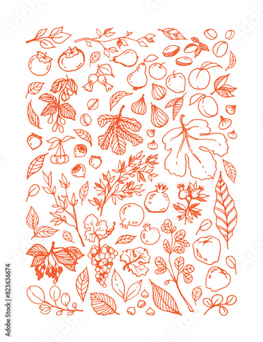 Vector orange linear illustration of different Garden Fruits, leaves, tree branches on white