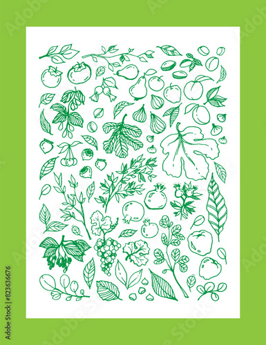 Vector set illustration of various Garden Fruits  leaves  tree branches in green