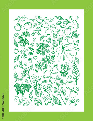 Vector set illustration of various Garden Fruits, leaves, tree branches in green