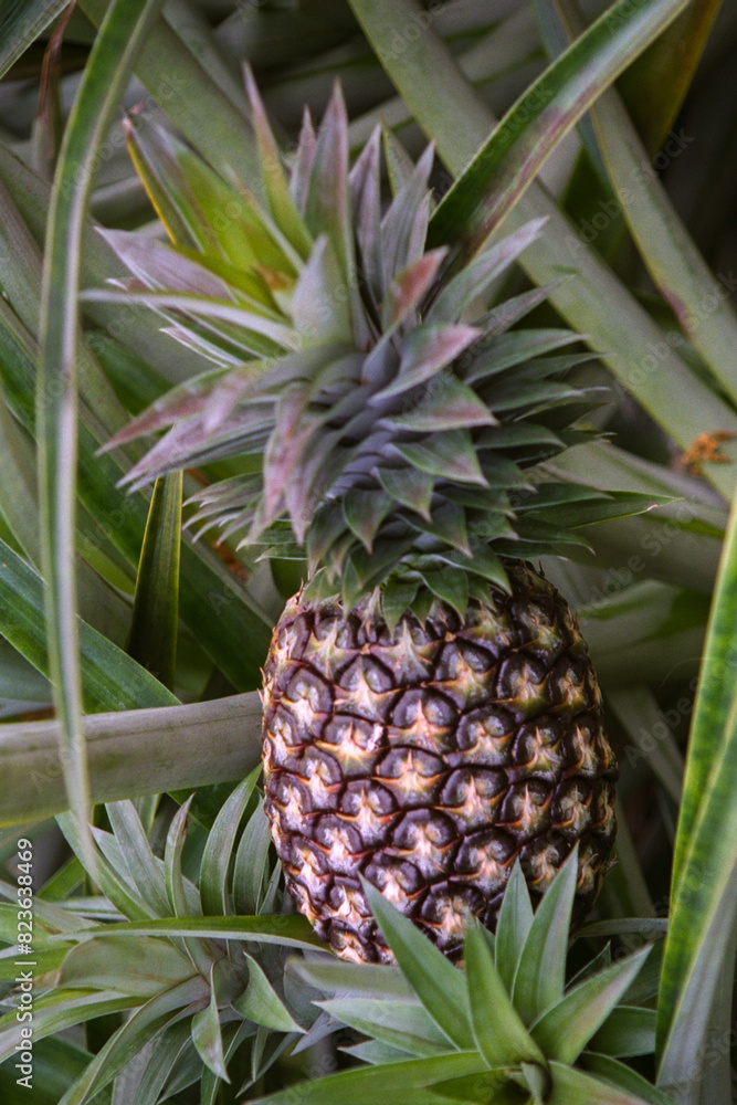Pineapple growing amid lush green foliage. Pineapple growing amid lush green foliage.