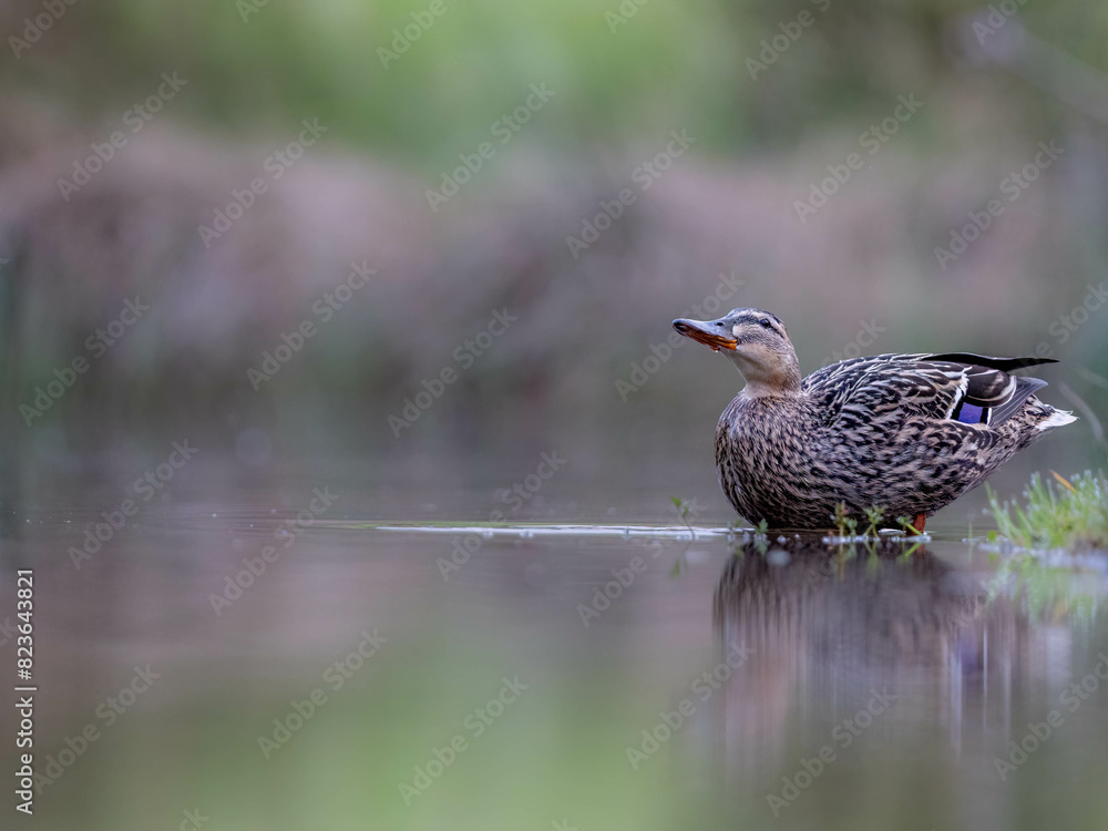Fototapeta premium Duck gracefully gliding in a pond's water.