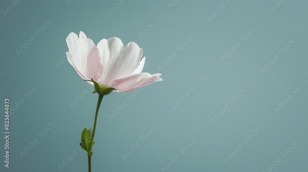 A minimalist photo of a single flower in full bloom, highlighting its delicate beauty and simplicity. A minimalist photo of a single flower in full bloom, highlighting its delicate beauty and simplicity.