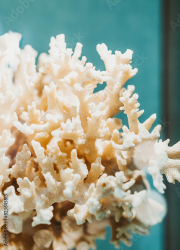 Complex shape white sea coral background. White coral close up