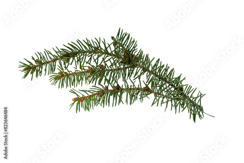 Green Spruce twigs isolated on white background.