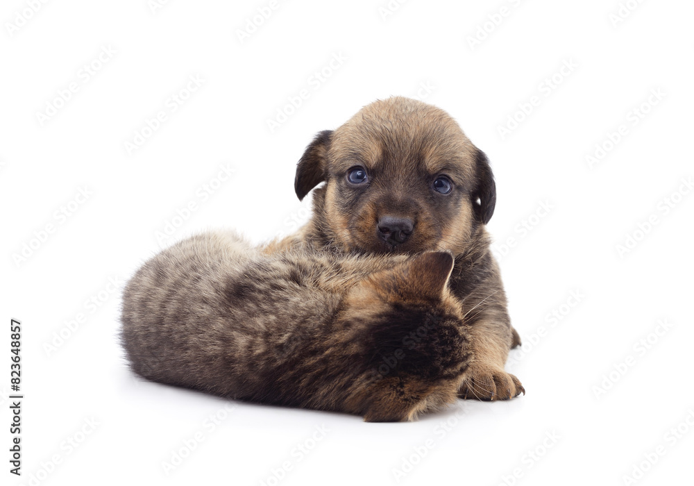 Little cat and puppy.