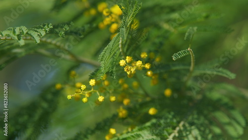 Beautiful Mimosa Or Acacia Dealbata. Floral Background With Golden Blooms. Sensitive Plant. Still.