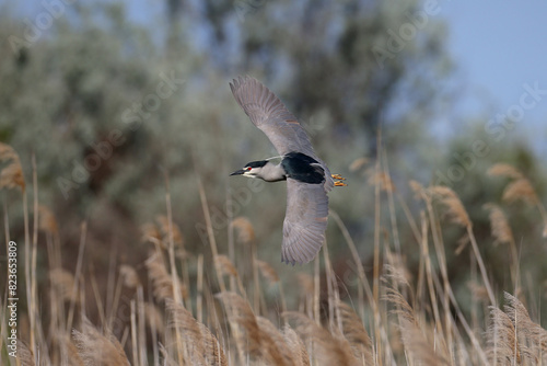 Adult black-crowned night-heron (Nycticorax nycticorax) in breeding plumage, close-up shot in flight