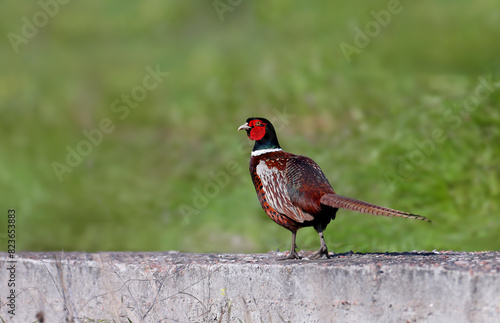 Male common pheasant (Phasianus colchicus) close-up shot standing on the concrete foundation of a destroyed structure
