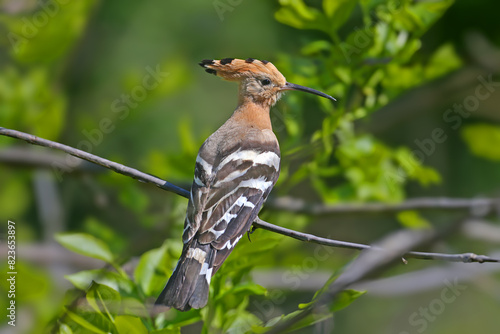 Eurasian hoopoe (Upupa epops) shot in extreme close-up in backlight sitting on a small tree branch