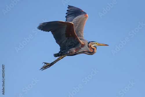 An adult purple heron (Ardea purpurea) in breeding plumage photographed in the reeds and in flight against a blue sky