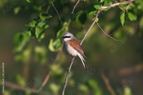 A male red-backed shrike (Lanius collurio) close-up shot in soft morning light.