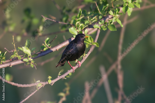 Male common starling (Sturnus vulgaris) shot in the soft morning light of the golden hour sitting on a honey locust branch against a blurred background