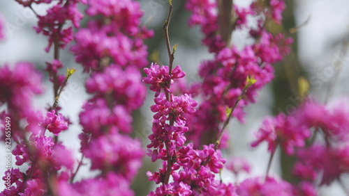Cercis Siliquastrum In Bloom. Beautiful Redbud Tree Blooming In Pink And Purple Tones Branches. Close up. photo