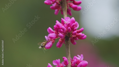 Bee Gathering Pollen On Pink Blossoming Of Judas Tree. Cercis Is A Tree Or Shrub. Close up.
