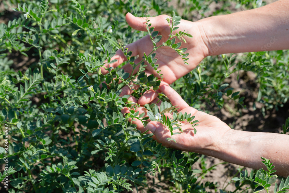 Woman shows chickpeas in close up. Chickpea are growing on the field