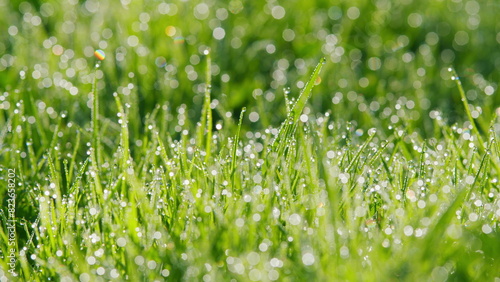 Green Lawn In Shining Dew In Sunrise Sunlight. Lush Uncut Green Grass With Drops Of Dew In Soft Morning Light. Pan.