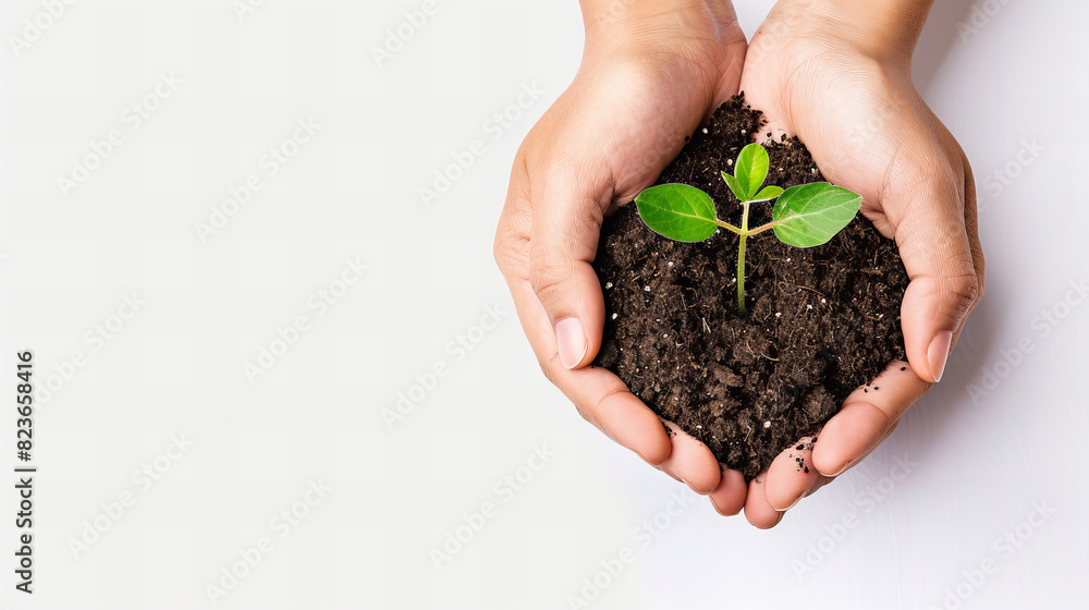 Growth of a Seedling - Hands gently holding a young seedling in soil, symbolizing the nurturing process and the importance of environmental conservation. Growth of a Seedling - Hands gently holding a young seedling in soil, symbolizing the nurturing process and the importance of environmental conservation.