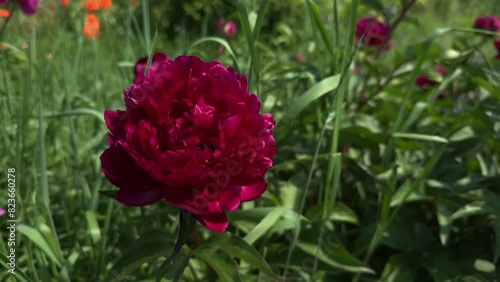 A bee pollinates a peony flower. Flowers in spring, flowering period.