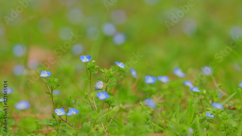 Little Blue Forget-Me-Not Flowers. Spring Blossom Background. Little Blue Jack Frost Flowers.