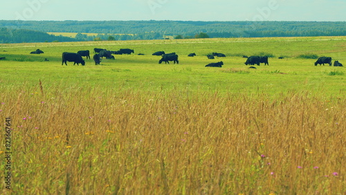 Cow Farm Panorama. Cows Grazing On Grass In A Field. Herd Of Angus In A Green Pasture In Late Summer. photo